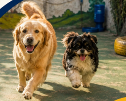 Cães brincando