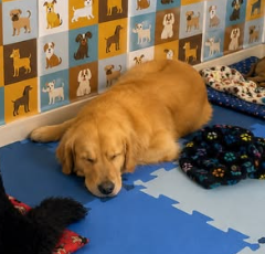 Cão descansando no hotelzinho